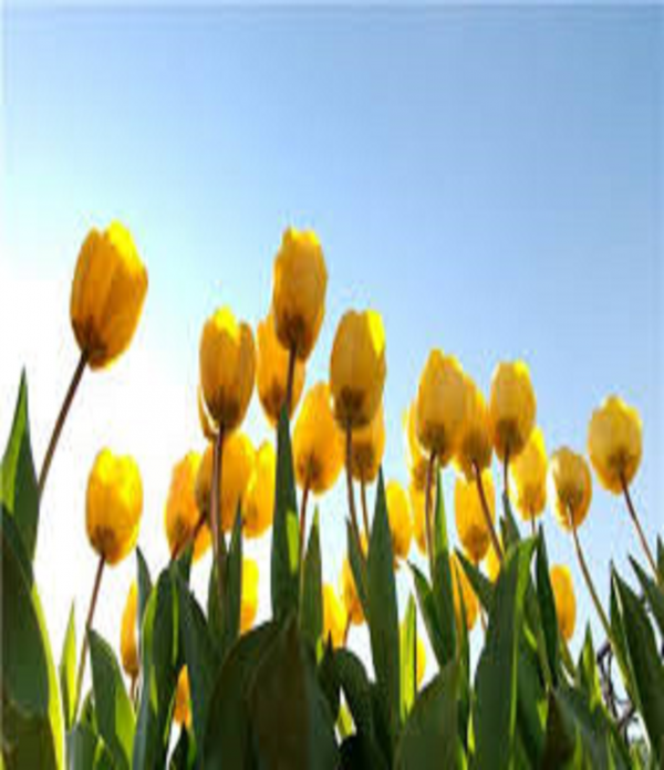 9a51404ca4650e2b02fd9cab18ec88e6_1457855