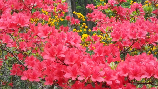 fc928147ccedd73cbb09d3249c88a596_1462693