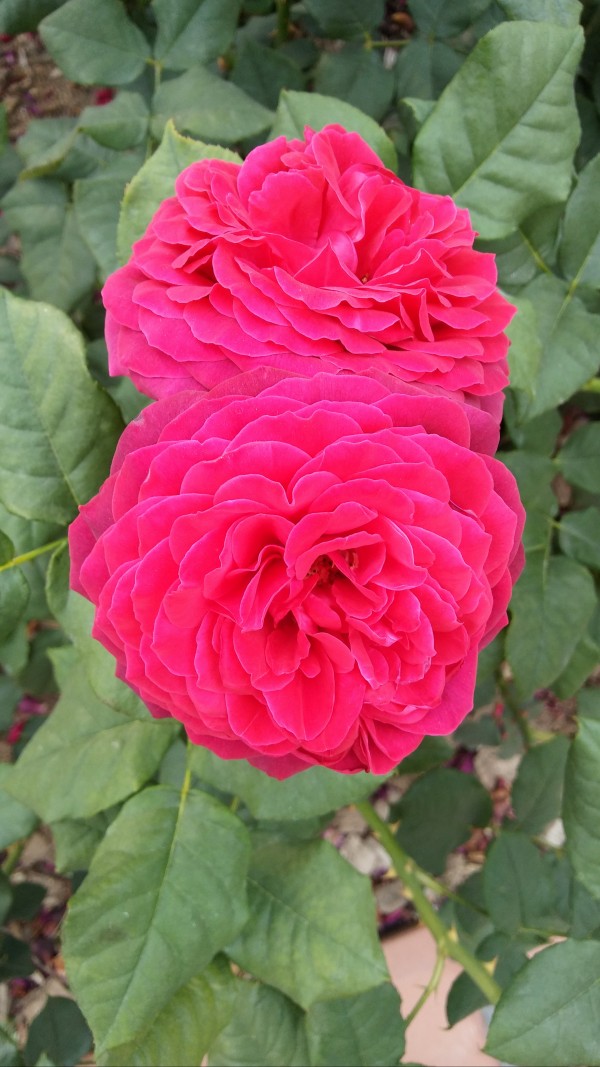 23c66af76942025eb010bf2f0423881f_1465108