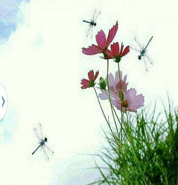 d7a8d4da50cf0e401bdc43110e00c7e2_1471147