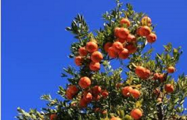 68d67b62202b967892e83a6c58d9831b_1542443