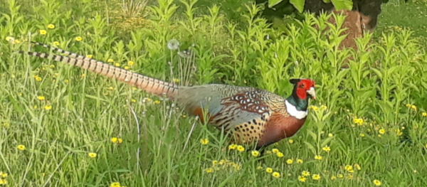 95ba6d696f037c0f82063158e2ac3e76_1558160